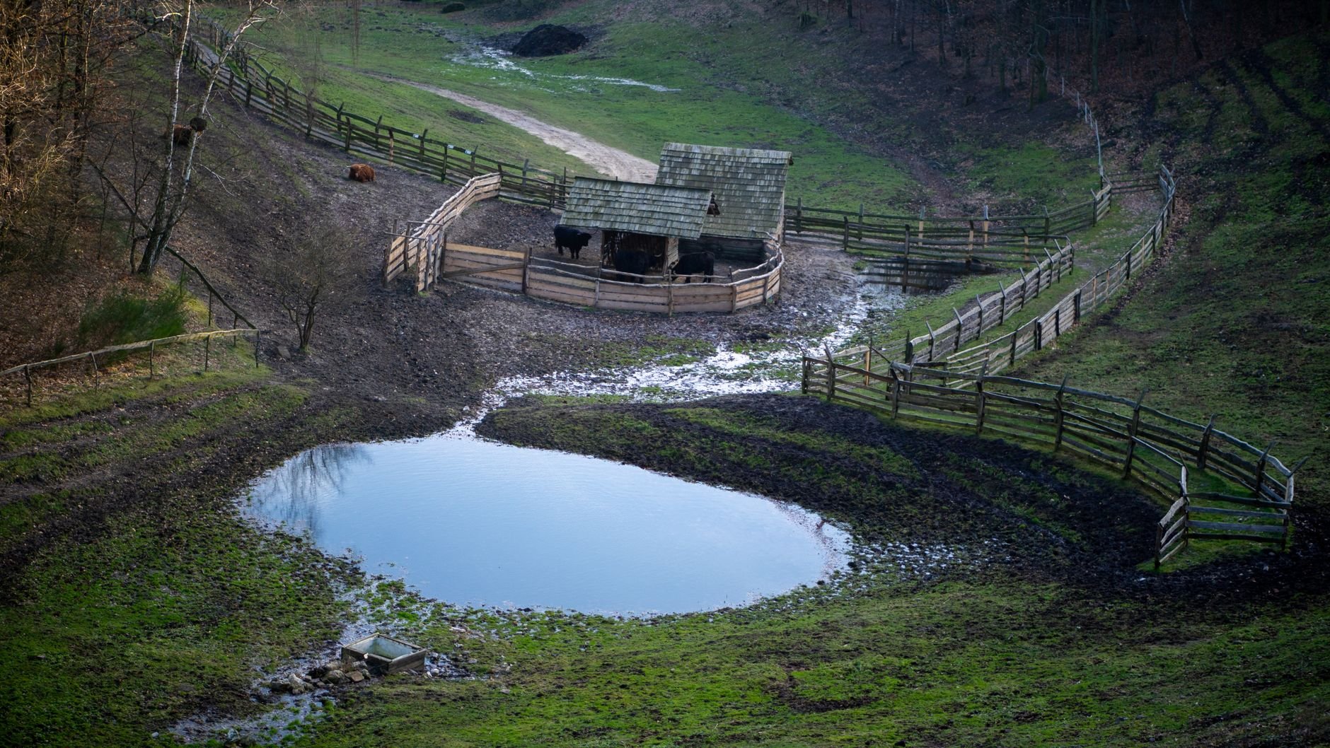 Aerial view of a countryside farm with a barn, cattle, and a pond.
