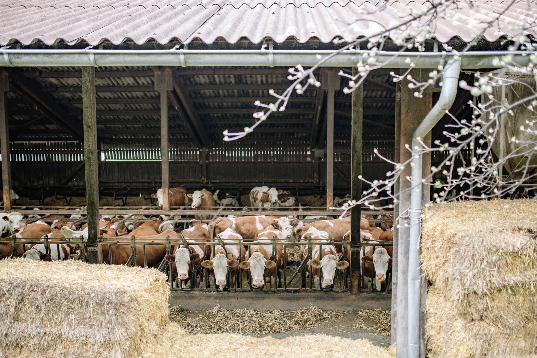 Cattle in a barn surrounded by hay bales.