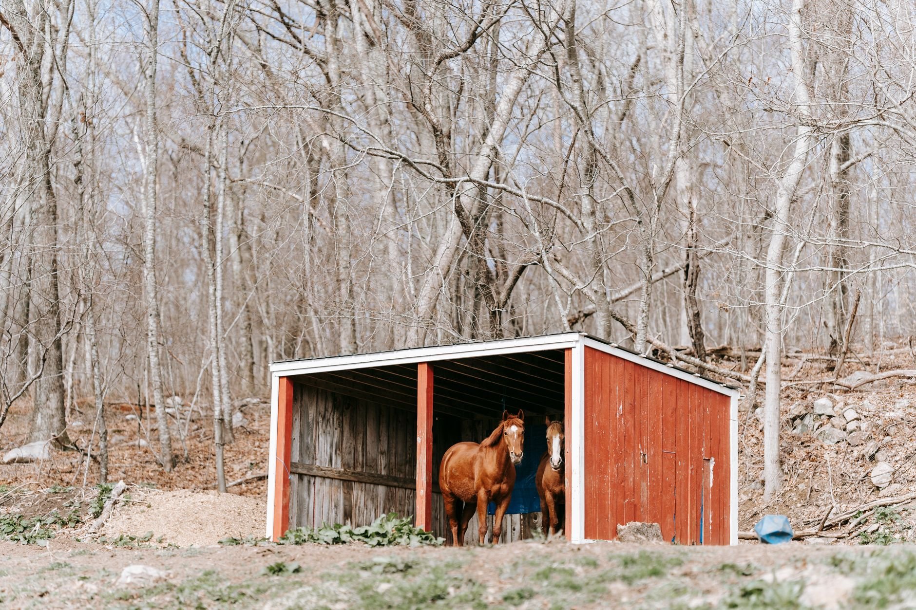 Two horses standing in a red wooden shed in a rural setting.